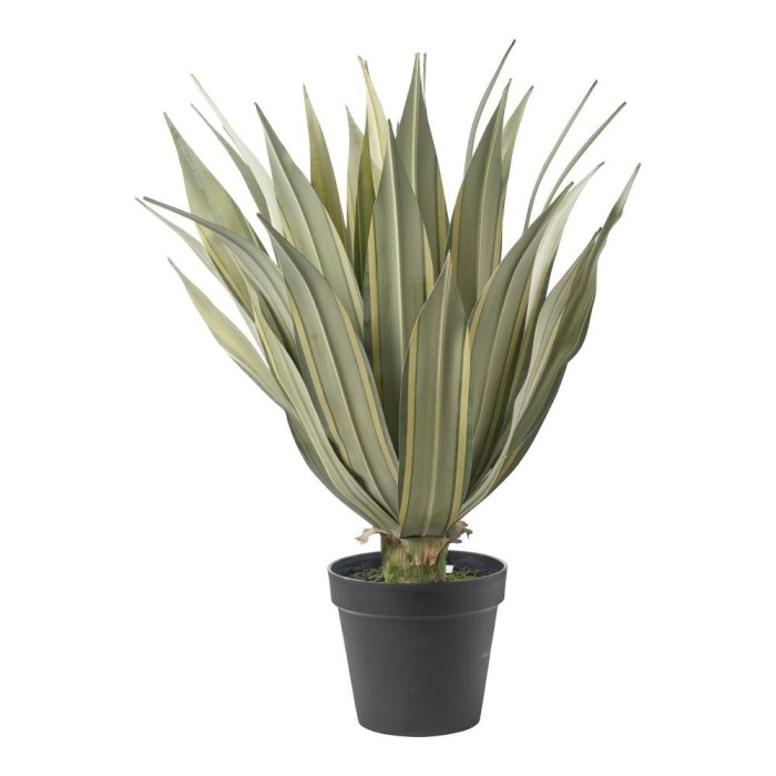 PIANTA AGAVE CM.80